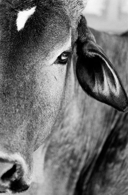 06_cow.portrait.blackandwhite.india.jpg